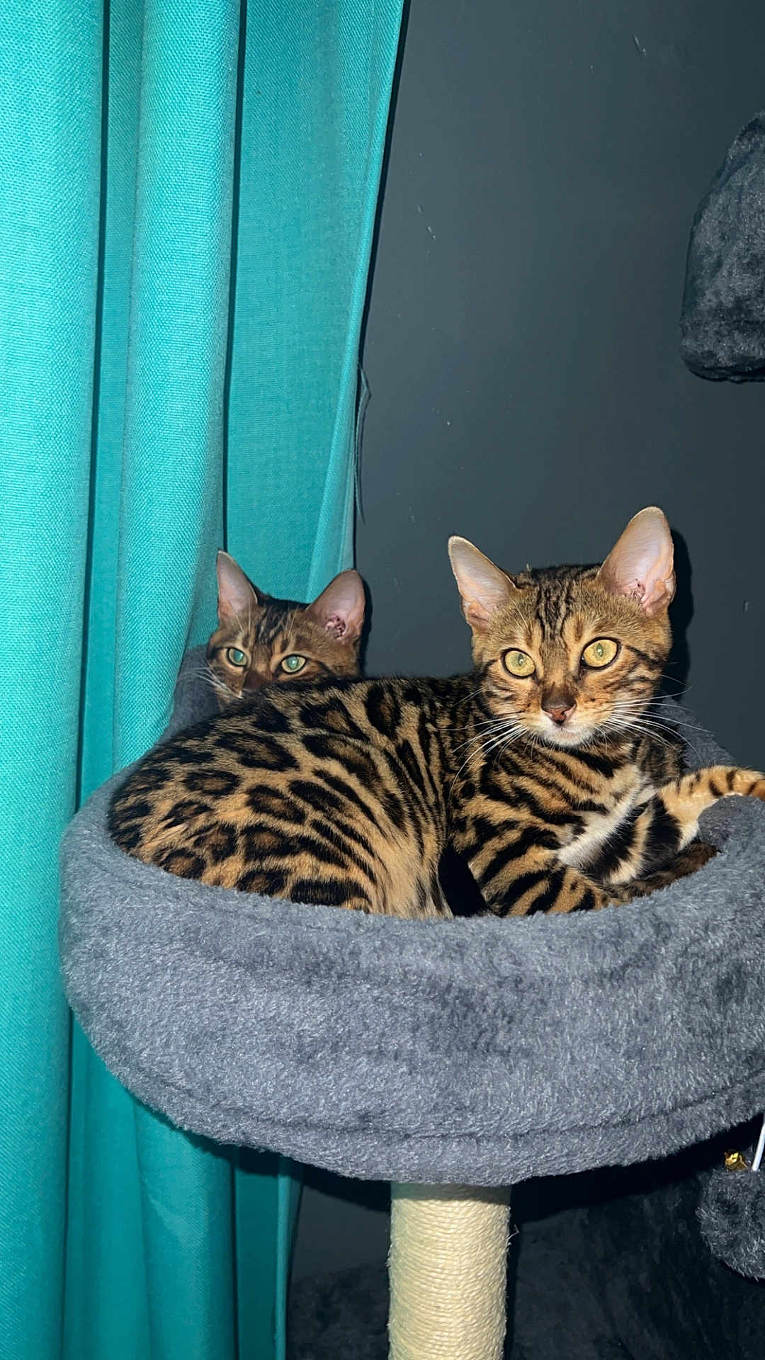 Kimchi And Mochi joined the competition — help win amazing prizes! cat, bengal_cat, pet, animal, feline, indoor, cozy, resting, cat_tree, gray, curtain, teal, eyes, ears, fur_pattern, whiskers, closeup, two_cats, domestic_cat, relaxed