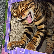 Kimchi And Mochi joined the competition — help win amazing prizes! cat, striped_cat, tongue_out, cardboard_box, purple, pink, flowers, paws, playful, pet, feline, cozy, indoor, closeup, whiskers, sleepy, cute, animal, fur, tabby