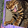 cat, striped_cat, tongue_out, cardboard_box, purple, pink, flowers, paws, playful, pet, feline, cozy, indoor, closeup, whiskers, sleepy, cute, animal, fur, tabby