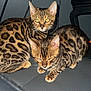Kimchi And Mochi joined the competition — help win amazing prizes! bengal_cat, cat, pets, animal, feline, spotted_fur, indoor, chair, close_up, two_cats, whiskers, ears, eyes, fur_pattern, domestic_cat, pet, cute, sitting, companion, flash_photography