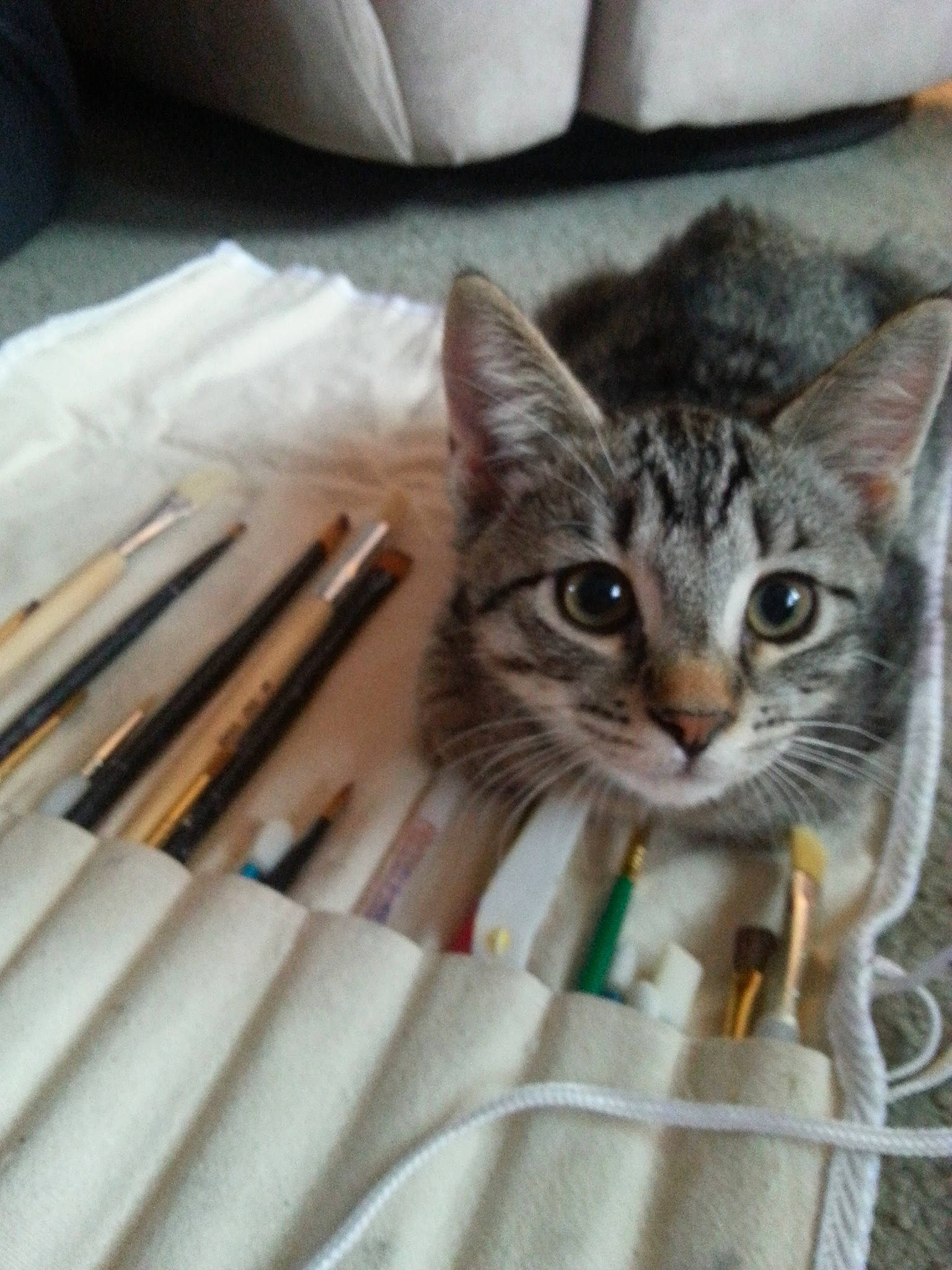 Icky is registered to the contest to win money with this photo: aegean_cat, american_shorthair, american_wirehair, asian, bengal, carnivore, cat, domestic_short_haired_cat, dragon_li, european_shorthair, eye, fawn, felidae, kitten, maine_coon, mammal, pixie_bob, small_to_medium_sized_cats, tabby_cat, whiskers