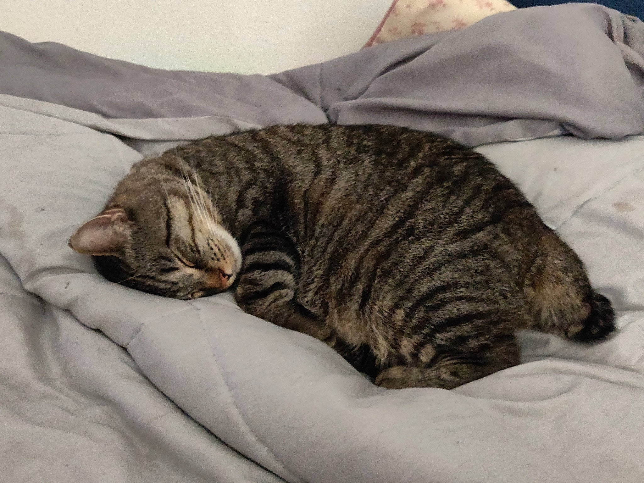 Icky joined the competition — help win amazing prizes! california_spangled, carnivore, cat, comfort, domestic_short_haired_cat, dragon_li, european_shorthair, fawn, felidae, fur, kitten, mammal, nap, sleep, small_to_medium_sized_cats, tabby_cat, tail, whiskers