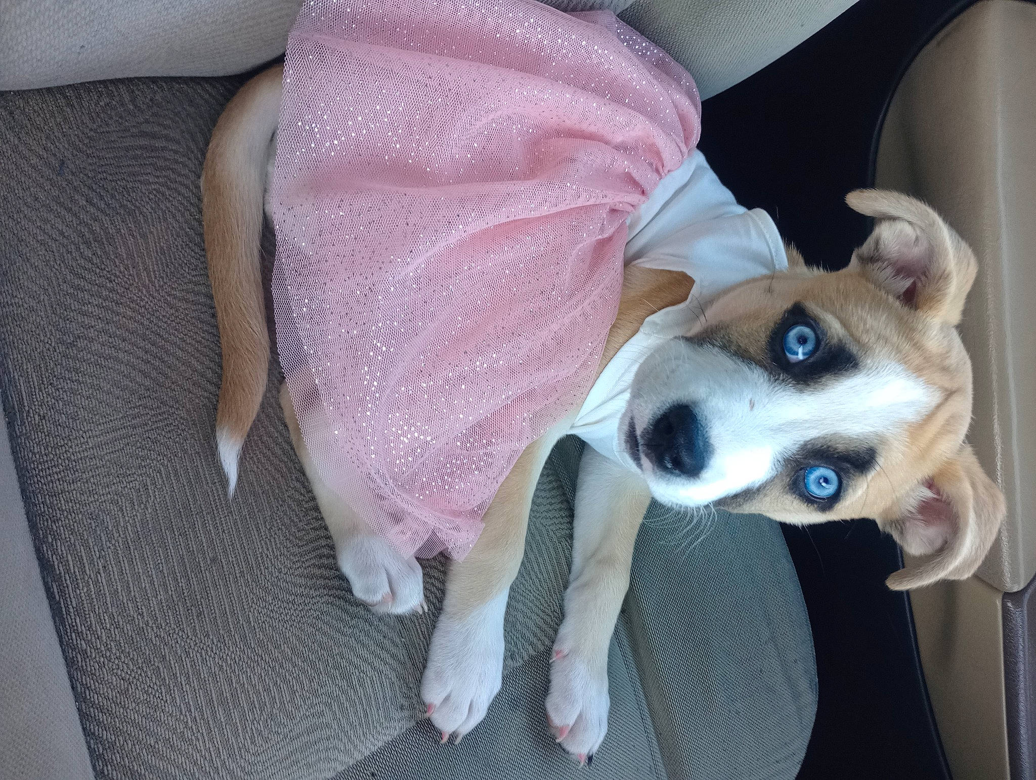 Sassy Mae joined the competition — help win amazing prizes! canidae, carnivore, collar, comfort, companion_dog, dog, dog_breed, dog_collar, dog_supply, ear, fawn, fur, non_sporting_group, paw, snout, sporting_group, working_animal