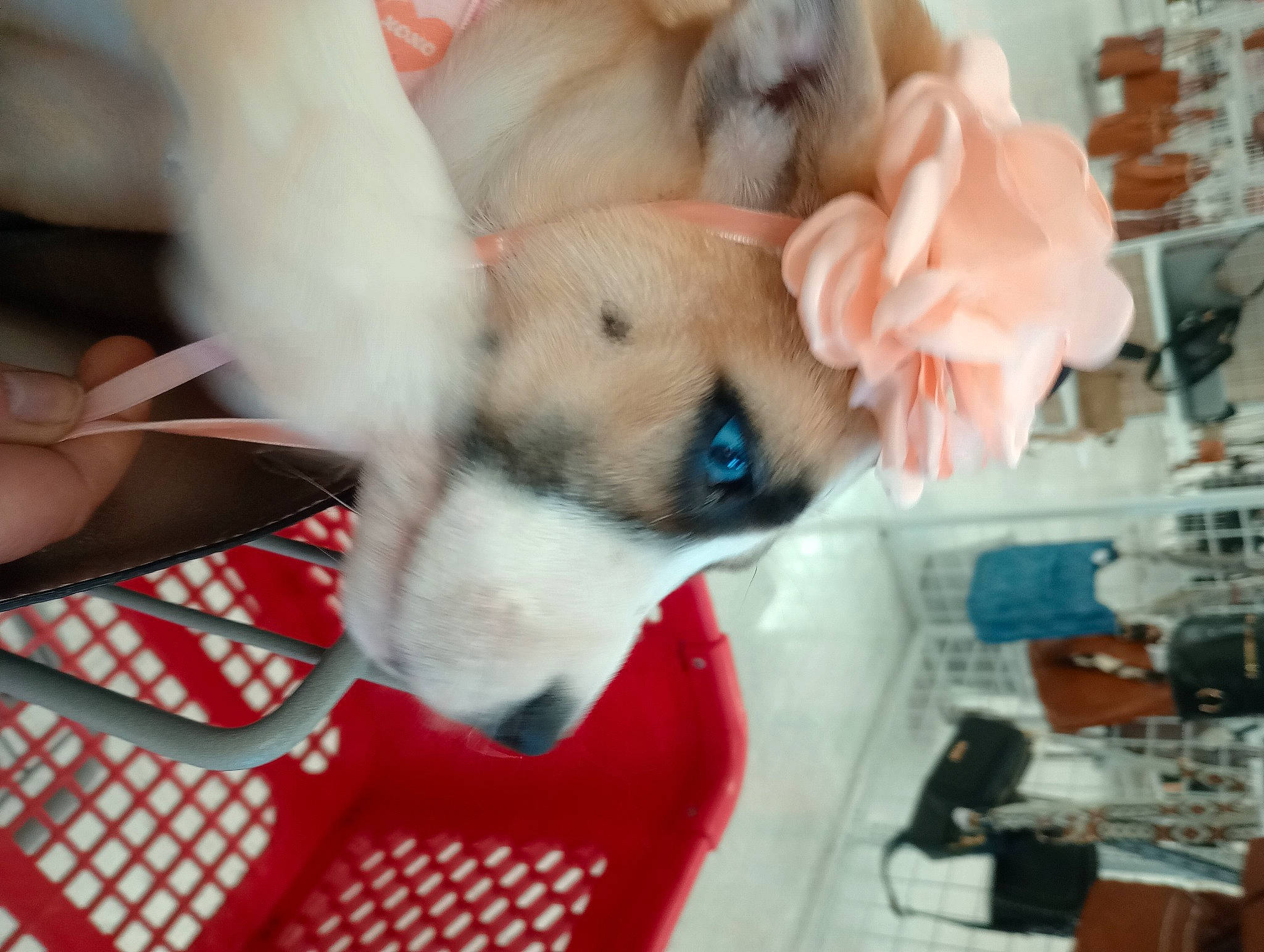 Sassy Mae joined the competition — help win amazing prizes! canidae, carnivore, companion_dog, dog, dog_breed, dog_supply, fawn, felidae, fur, non_sporting_group, paw, photo_caption, puppy_love, room, small_to_medium_sized_cats, snout, spitz, sporting_group, toy_dog, whiskers