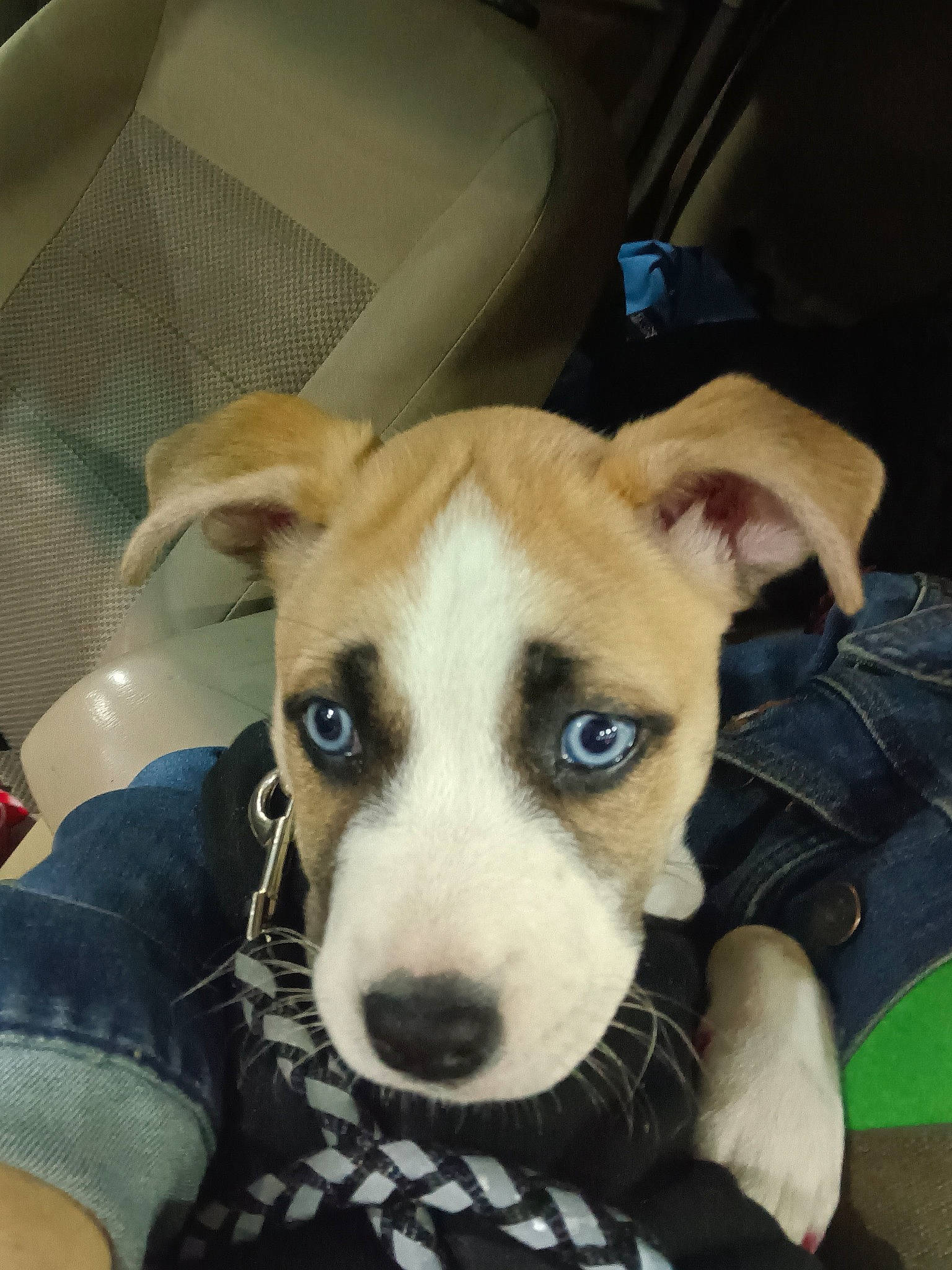 Sassy Mae joined the competition — help win amazing prizes! canidae, carnivore, chair, collar, comfort, companion_dog, dog, dog_breed, dog_collar, dog_supply, fawn, fur, non_sporting_group, snout, sporting_group, terrier, whiskers, working_animal