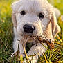 puppy, dog, golden_retriever, grass, leaf, nature, outdoor, sunlight, cute, animal, pet, closeup, young, playing, fall, adorable, canine, mammal, focus, soft