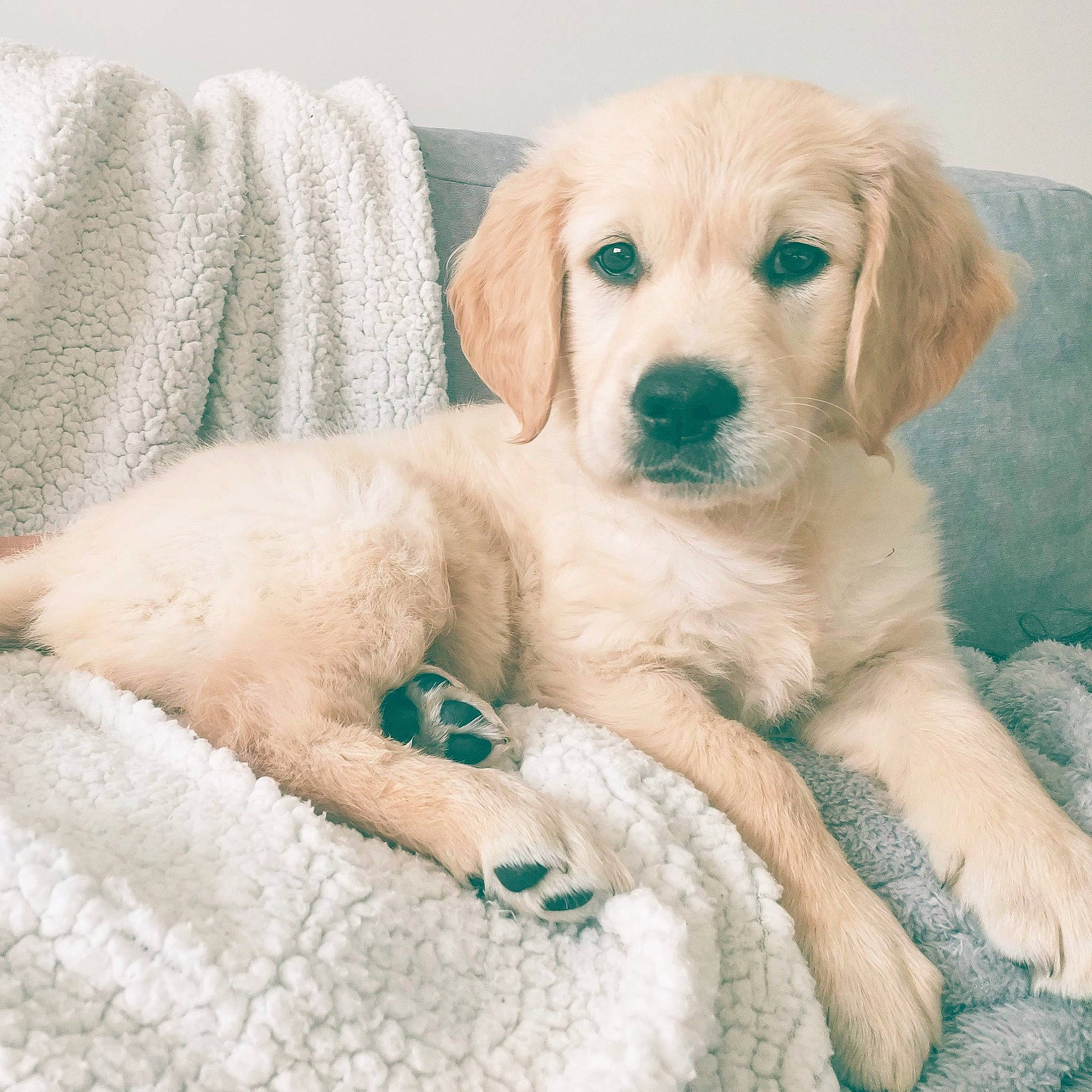 Winnie a rejoint le concours — aidez-le/la à gagner de superbes lots ! akbash_dog, canidae, carnivore, companion_dog, dog, dog_breed, fawn, fur, golden_retriever, labradoodle, labrador_retriever, mammal, puppy, puppy_love, rare_breed_dog, retriever, small_greek_domestic_dog, sporting_group, vertebrate