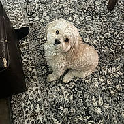 Bear joined the competition — help win amazing prizes! adorable, animal, carpet, companion, cream_colored, curious, cute, dog, domestic_animal, floor, fluffy, fur, head_tilt, home, indoor, looking_up, patterned_rug, pet, sitting, small_dog