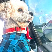Bear joined the competition — help win amazing prizes! dog, white_dog, fluffy, pet, car, window, reflection, blue_shirt, red_collar, bow, tongue_out, side_view, cute, animal, domestic_animal, indoor, sitting, looking_out, daylight, vehicle_interior