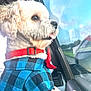 dog, white_dog, fluffy, pet, car, window, reflection, blue_shirt, red_collar, bow, tongue_out, side_view, cute, animal, domestic_animal, indoor, sitting, looking_out, daylight, vehicle_interior