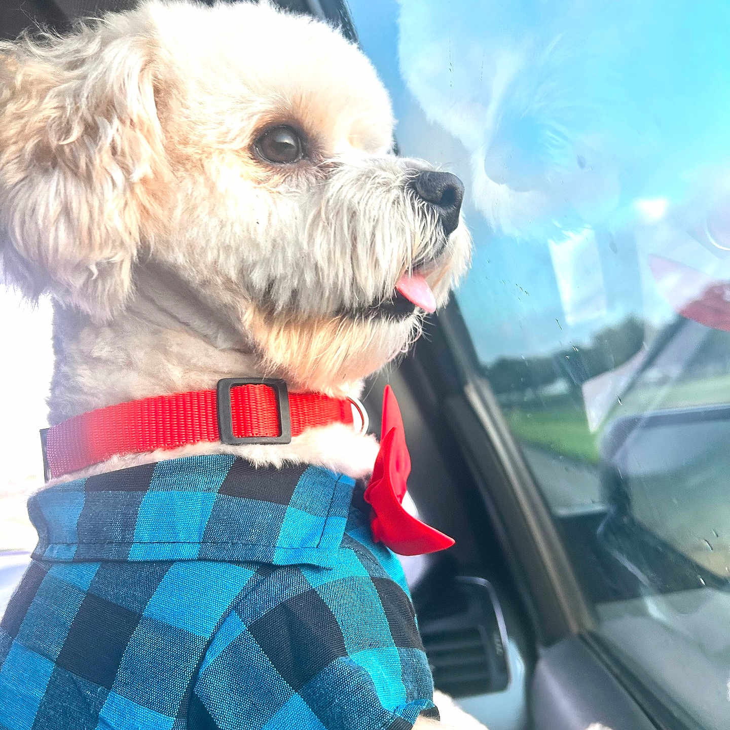 Bear joined the competition — help win amazing prizes! animal, blue_shirt, bow, car, cute, daylight, dog, domestic_animal, fluffy, indoor, looking_out, pet, red_collar, reflection, side_view, sitting, tongue_out, vehicle_interior, white_dog, window