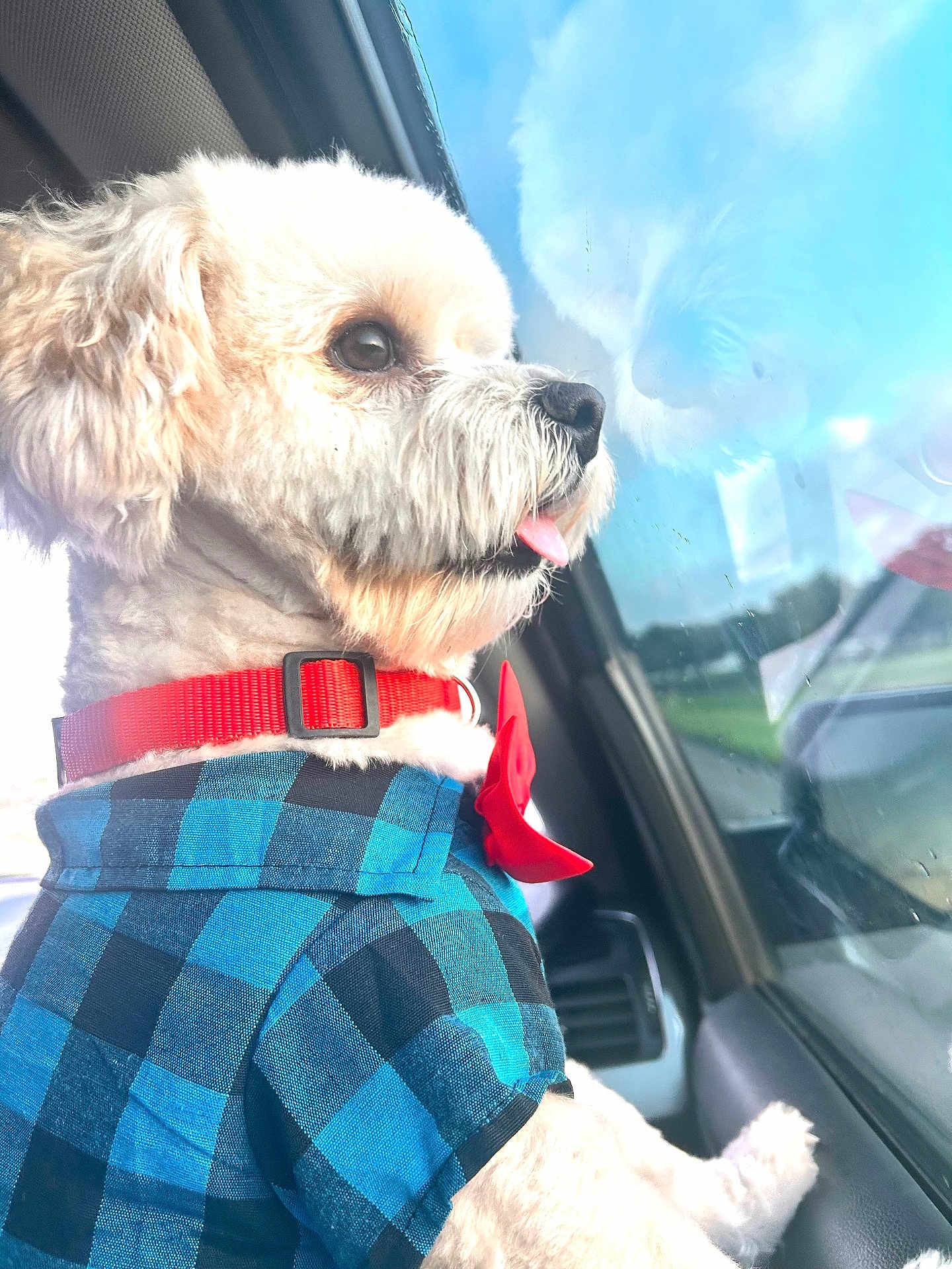 Bear joined the competition — help win amazing prizes! dog, white_dog, fluffy, pet, car, window, reflection, blue_shirt, red_collar, bow, tongue_out, side_view, cute, animal, domestic_animal, indoor, sitting, looking_out, daylight, vehicle_interior