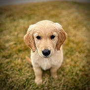 Cedar is registered to the contest to win money with this photo: puppy, golden_retriever, dog, grass, outdoor, pet, animal, cute, young, fur, mammal, canine, portrait, looking_at_camera, nature, adorable, sitting, small, friendly, eyes