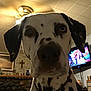 Buddy is registered to the contest to win money with this photo: dog, dalmatian, close_up, indoor, ceiling_fan, television, living_room, pet, animal, collar, black_and_white, spotted, furniture, home_decor, cross, brick_wall, blurry_background, portrait, curious, canine