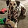 Buddy
