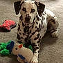 Buddy is registered to the contest to win money with this photo: dalmatian, dog, carpet, toy, plush_toy, snowman, indoor, pet, animal, paw, lying_down, spotted, playful, cozy, home, floor, cute, domestic_animal, relaxed, colorful_toys