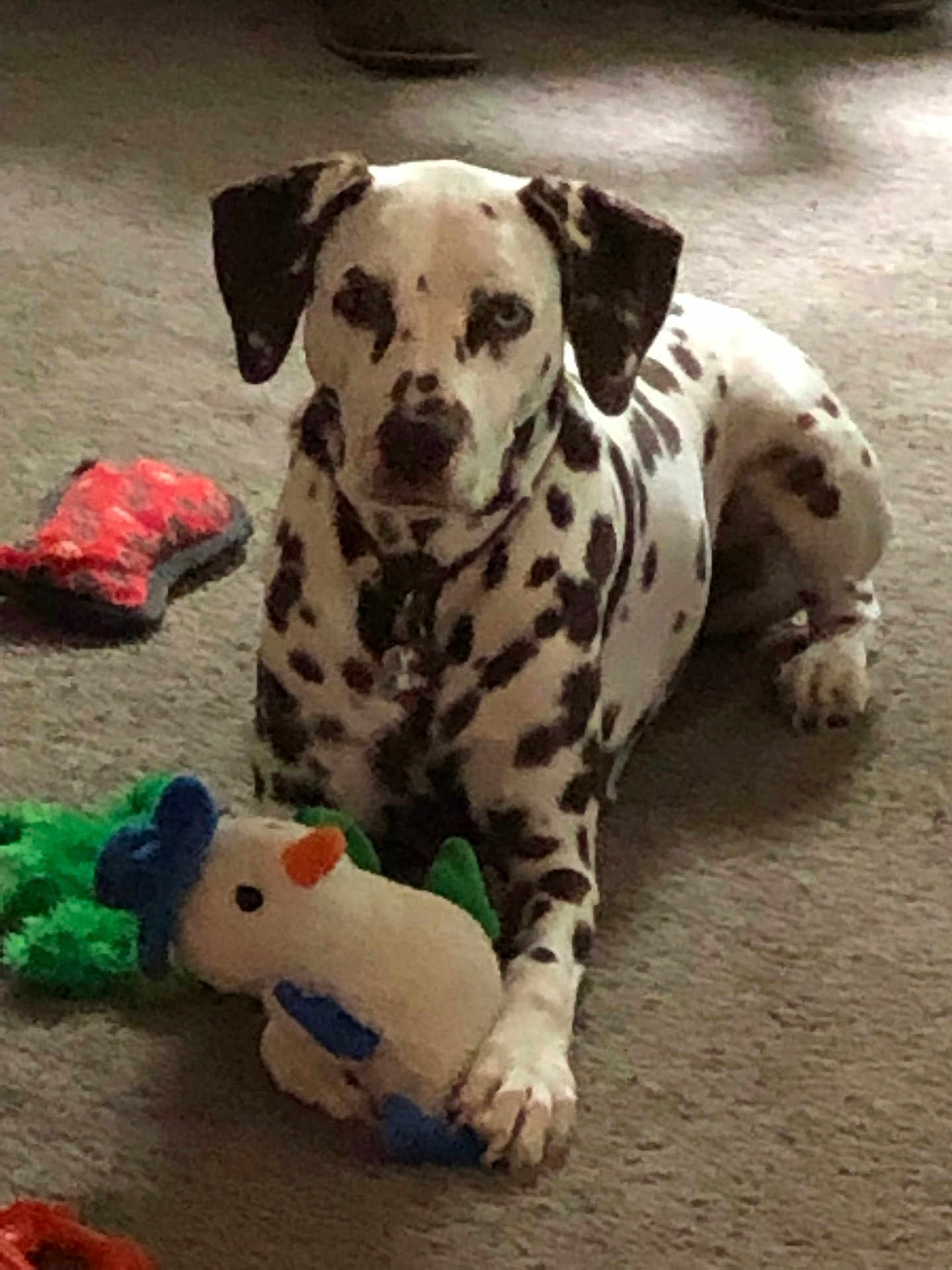 Buddy