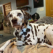 Buddy is registered to the contest to win money with this photo: dog, dalmatian, spotted, heterochromia, pet, indoor, living_room, blanket, couch, furniture, carpet, door, painting, shelf, bottle, chair, relaxed, animal, domestic, companion