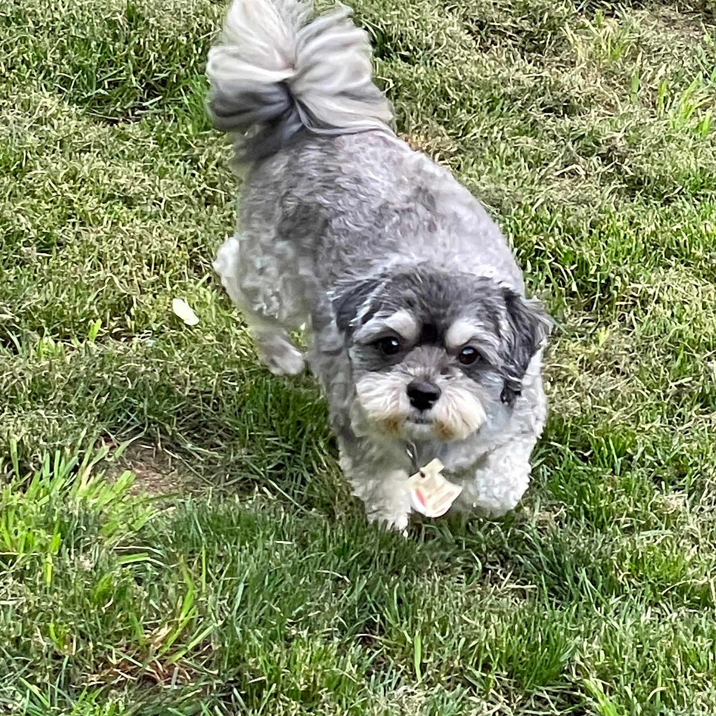 Sammy joined the competition — help win amazing prizes! adorable, animal, canine, collar, curly_tail, cute, daylight, dog, friendly, fur, grass, greenery, mammal, nature, outdoor, pet, playful, small_dog, tag, walking