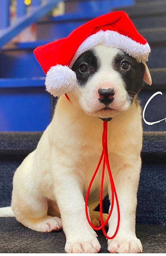 Bandit joined the competition — help win amazing prizes! canidae, carmine, carnivore, collar, companion_dog, dog, dog_breed, dog_collar, dog_supply, dog_toy, fawn, foot, fur, leash, pet_supply, snout, sporting_group, stuffed_toy, working_animal, working_dog