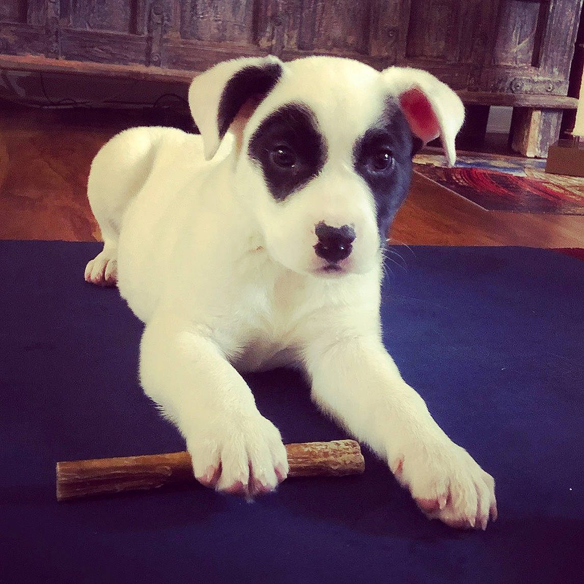 Bandit joined the competition — help win amazing prizes! canidae, carnivore, companion_dog, dog, dog_breed, dog_supply, foot, pet_supply, puppy, snout, sporting_group, tail, terrestrial_animal, working_animal, working_dog