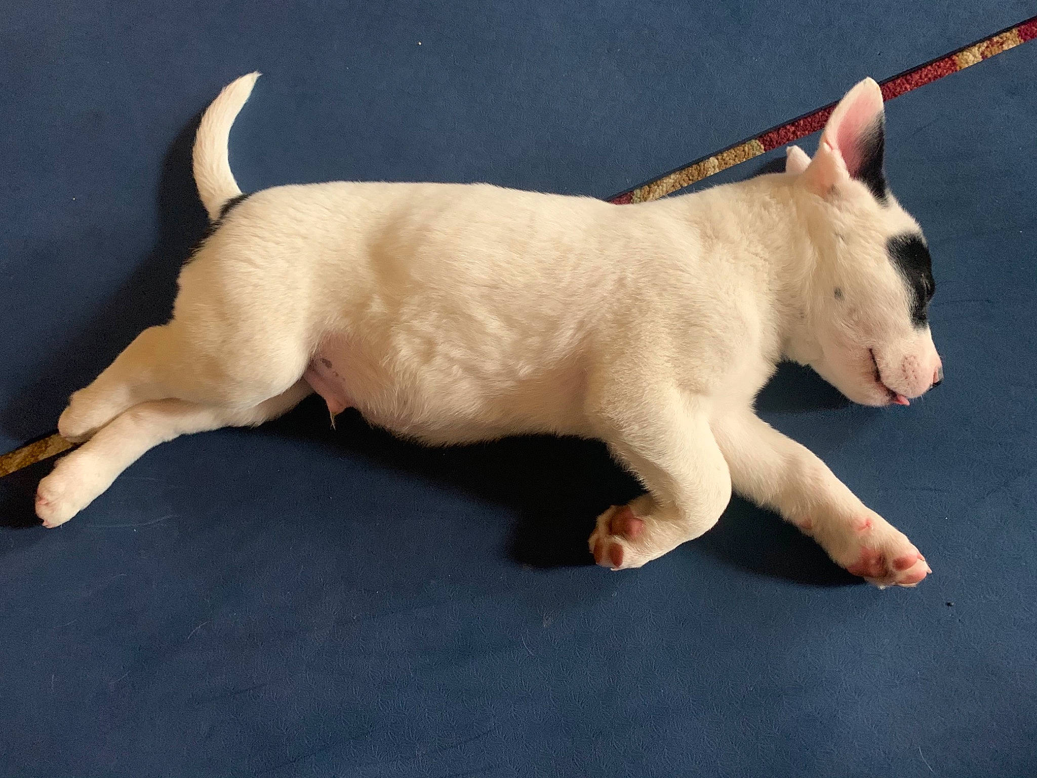 Bandit is registered to the contest to win money with this photo: bull_terrier, bull_terrier_miniature, canidae, carnivore, companion_dog, dog, dog_breed, fawn, floor, flooring, jaw, old_english_terrier, paw, skin, small_terrier, snout, tail, terrestrial_animal, terrier, vertebrate