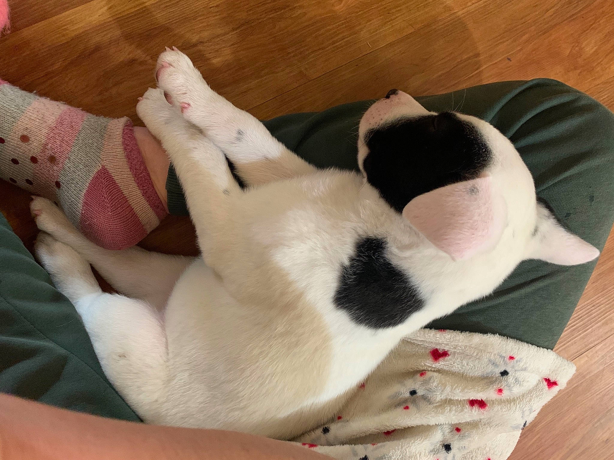 Bandit joined the competition — help win amazing prizes! canidae, carnivore, comfort, dog, dog_breed, fawn, foot, hardwood, laminate_flooring, sleep, wood_flooring, wood_stain, working_animal, working_dog