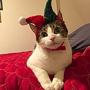 Poppi is registered to the contest to win money with this photo: