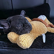 Otis joined the competition — help win amazing prizes! dog, puppy, french_bulldog, pet, plush_toy, toy, yellow_toy, black_fur, bed, blanket, closeup, portrait, cute, ears, eyes, resting, cuddling, indoor, nose, soft_texture