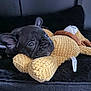 dog, puppy, french_bulldog, pet, plush_toy, toy, yellow_toy, black_fur, bed, blanket, closeup, portrait, cute, ears, eyes, resting, cuddling, indoor, nose, soft_texture