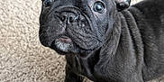 Otis is registered to the contest to win money with this photo: dog, puppy, french_bulldog, black_dog, pet, canine, close_up, portrait, carpet, indoor, cute, wrinkles, ears, nose, whiskers, paws, curious, playful, fur, animal