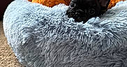 Otis joined the competition — help win amazing prizes! armchair, black_coat, carpet, close_up, couch, cute, dog, ears, eyes, fluffy_bed, french_bulldog, home, indoor, living_room, nose, pet_bed, plush, puppy, sleepy, stuffed_toy