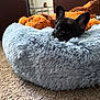 dog, puppy, french_bulldog, black_coat, pet_bed, fluffy_bed, stuffed_toy, plush, carpet, living_room, armchair, couch, close_up, ears, eyes, nose, cute, sleepy, indoor, home