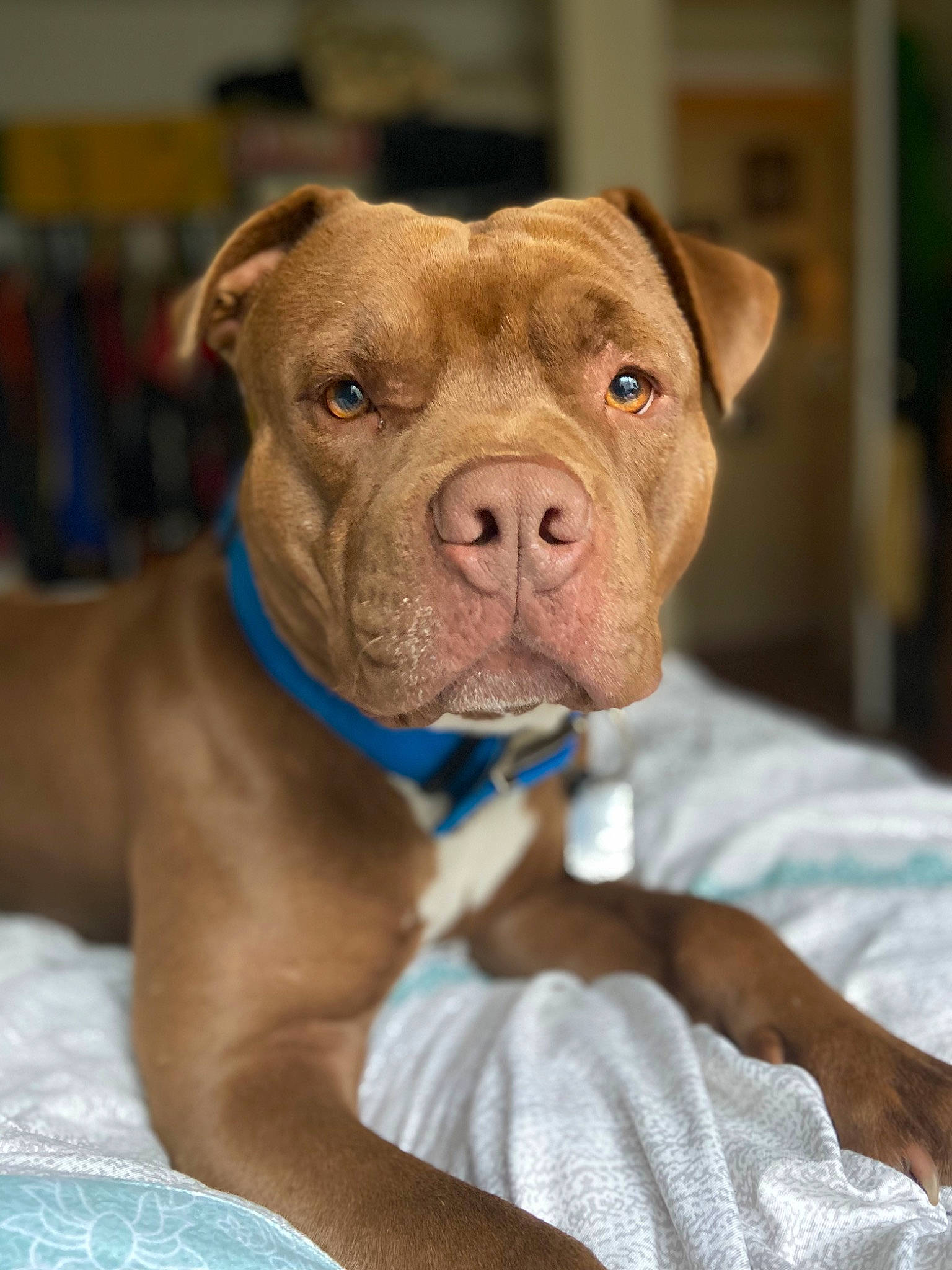 Hercules joined the competition — help win amazing prizes! canidae, carnivore, collar, companion_dog, dog, dog_breed, dog_collar, dog_supply, eye, fawn, fur, liver, puppy, snout, sporting_group, terrestrial_animal, whiskers, working_animal, working_dog, wrinkle