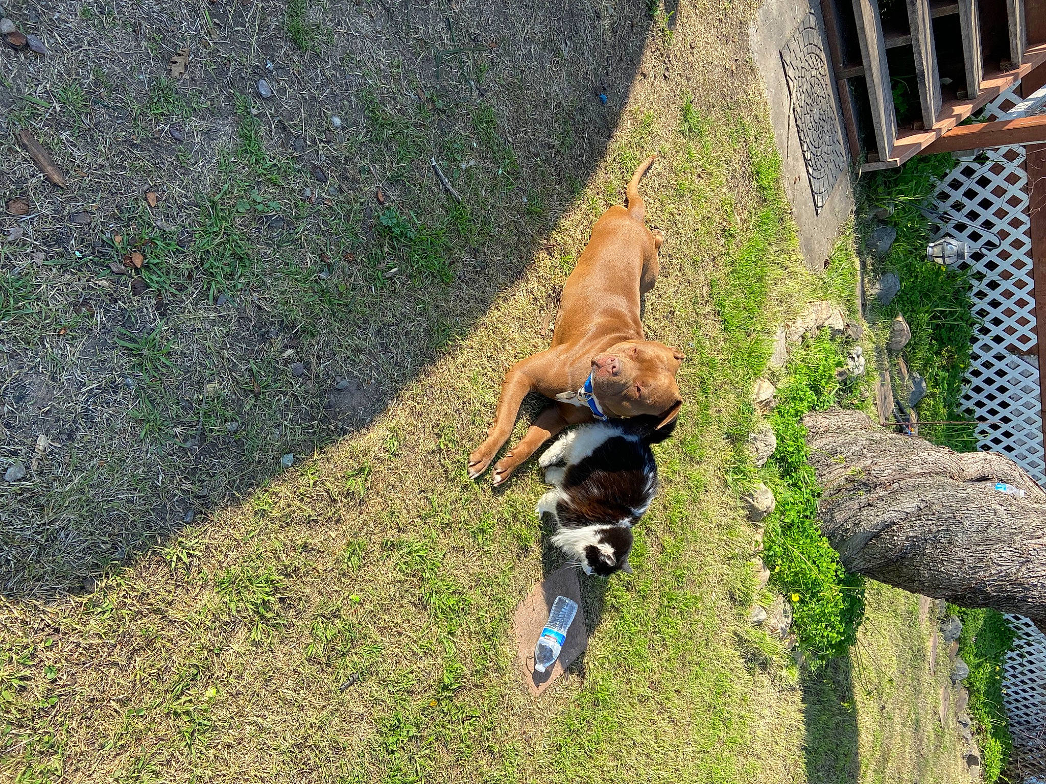 Hercules joined the competition — help win amazing prizes! adventure, canidae, carnivore, companion_dog, dog, dog_breed, fawn, grass, landscape, lawn, leisure, pasture, people_in_nature, plant, recreation, soil, sporting_group, tail, tree, working_animal