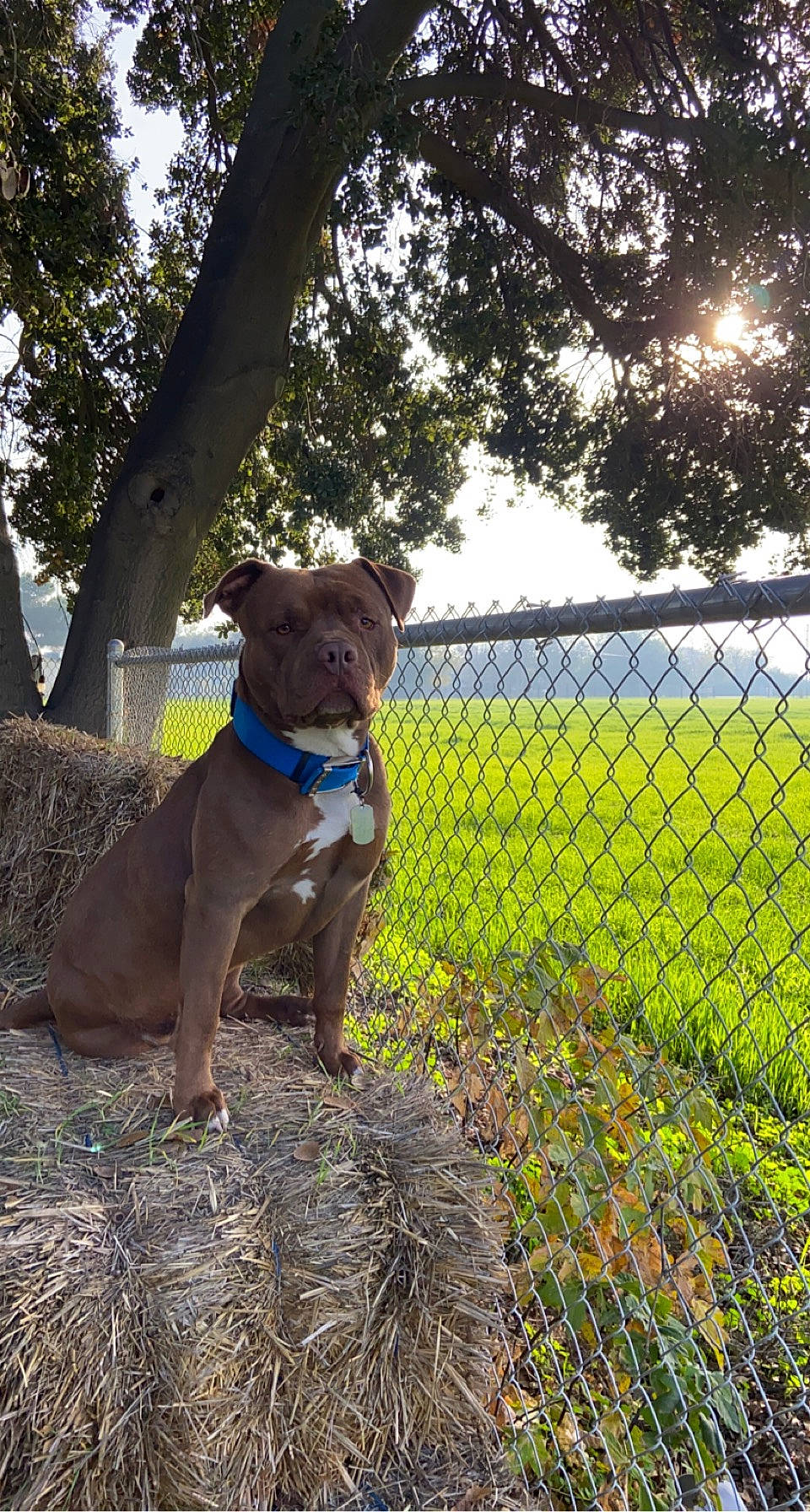 Hercules is registered to the contest to win money with this photo: carnivore, collar, companion_dog, dog, dog_breed, dog_collar, fawn, fence, grass, liver, mesh, pet_supply, plant, sky, snout, sporting_group, tail, tree, wire_fencing, working_animal