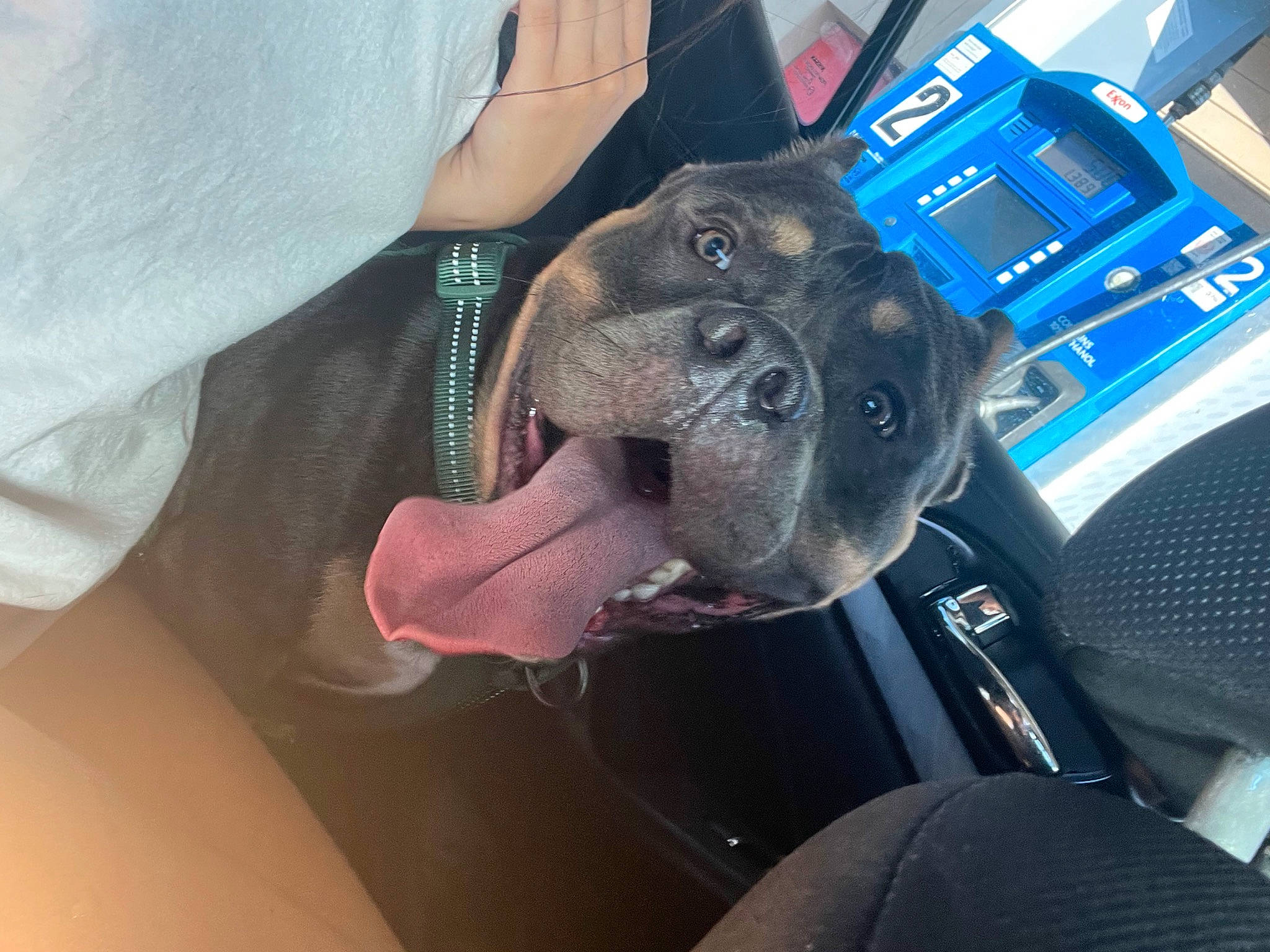 Banks is registered to the contest to win money with this photo: auto_part, automotive_exterior, automotive_lighting, car, car_seat, car_seat_cover, carnivore, companion_dog, dog, dog_breed, electric_blue, family_car, fawn, hood, snout, sporting_group, steering_wheel, vehicle, vehicle_door, windshield