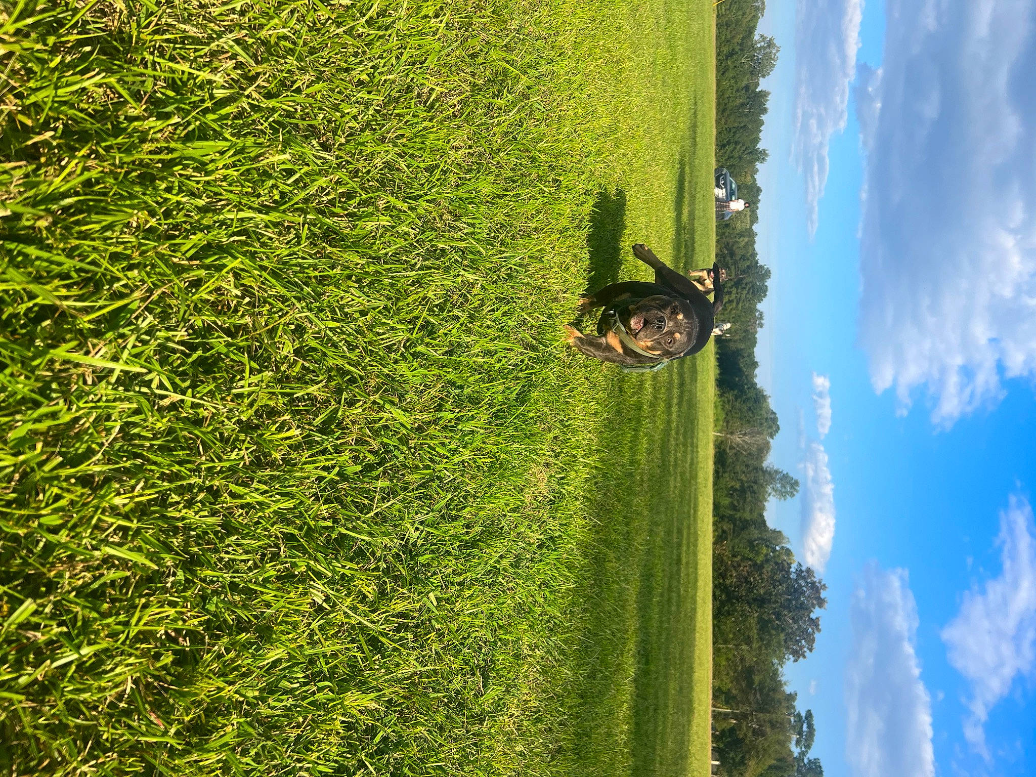 Banks joined the competition — help win amazing prizes! blue, cloud, grass, grass_family, grassland, groundcover, hedge, landscape, leisure, natural_landscape, people_in_nature, plant, sky, sunlight, terrestrial_plant, tree, trunk, water, wood, woody_plant