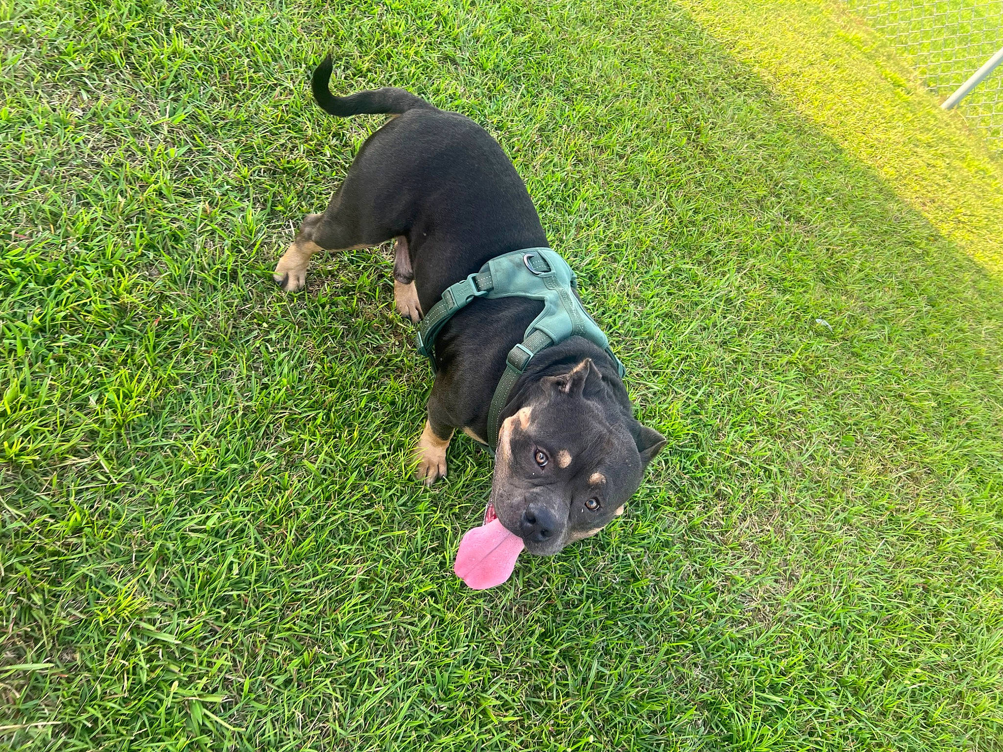 Banks joined the competition — help win amazing prizes! artificial_turf, canidae, carnivore, companion_dog, dog, dog_breed, grass, grass_family, grassland, groundcover, guard_dog, lawn, pasture, people_in_nature, plant, shadow, sporting_group, tail, working_animal, working_dog