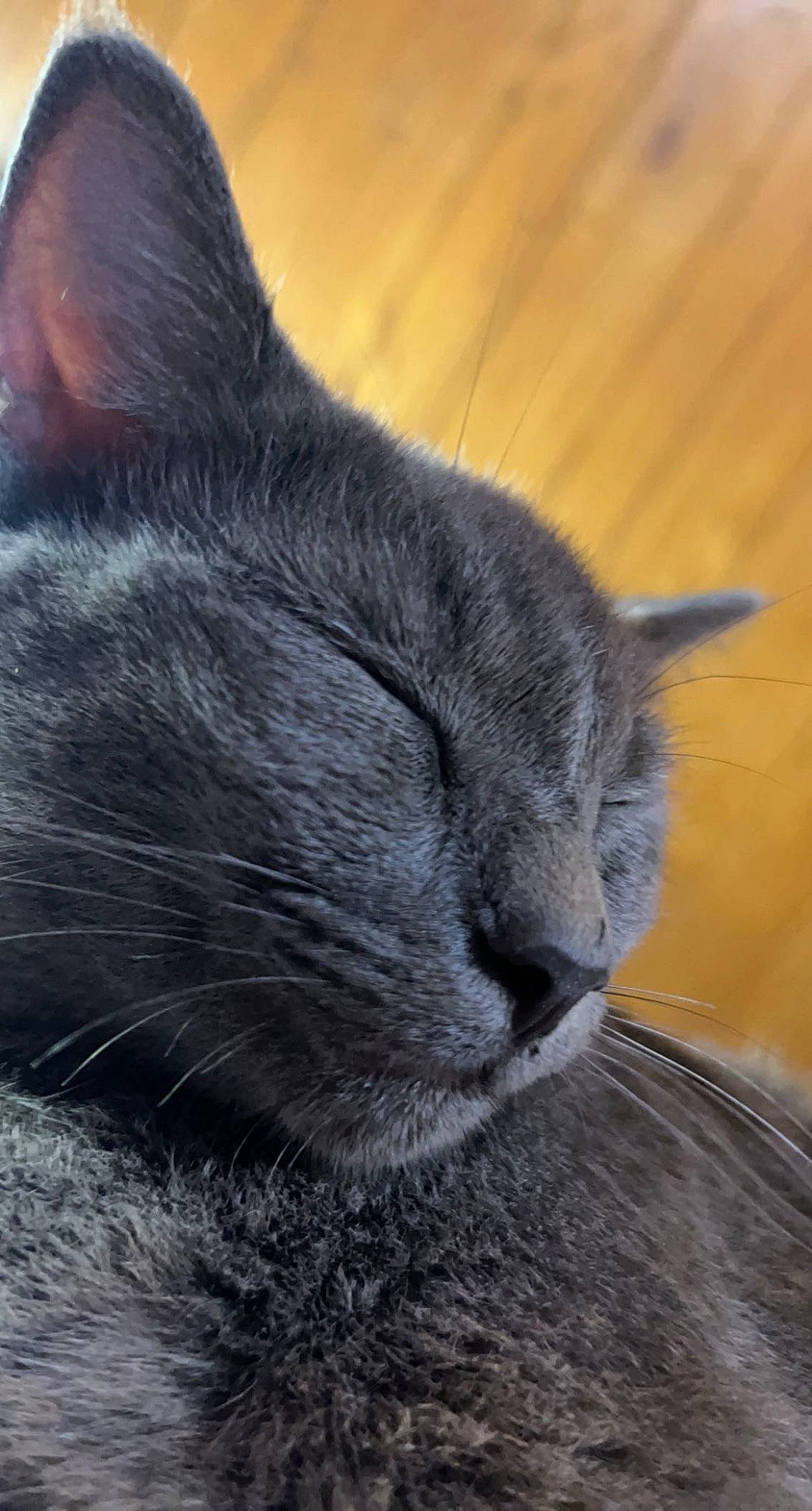 Chloe is registered to the contest to win money with this photo: black_cat, carnivore, cat, claw, comfort, domestic_short_haired_cat, felidae, fur, grey, russian_blue, small_to_medium_sized_cats, snout, tail, terrestrial_animal, whiskers, wildlife