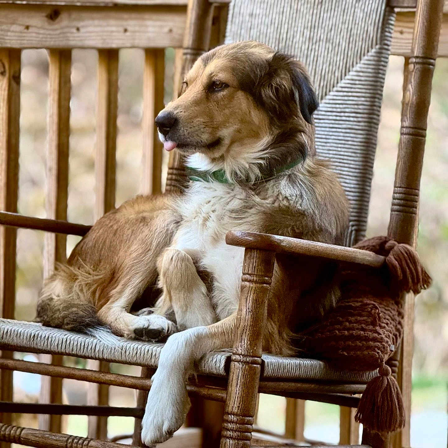Nala joined the competition — help win amazing prizes! animal, brown_fur, collar, cozy, cushion, daylight, dog, domestic_animal, knitted, outdoor, pet, porch, relaxed, resting, rocking_chair, seat, tongue_out, white_fur, wood, wooden_furniture