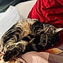 Stitch participe au concours pour gagner de l'argent avec cette photo : cat, tabby, sleeping, paw, bed, blanket, cozy, fur, pet, resting, animal, cute, indoor, relaxed, soft, comfort, whiskers, claws, striped, domestic