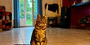 Stitch a rejoint le concours — aidez-le/la à gagner de superbes lots ! cat, tabby_cat, indoor, living_room, tiled_floor, window, curtains, lamp, television, furniture, plant, blurred_background, pet, animal, sitting, calm, striped_fur, domestic_cat, home, cozy