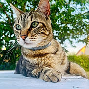 Stitch a rejoint le concours — aidez-le/la à gagner de superbes lots ! cat, tabby, pet, animal, outdoor, greenery, whiskers, fur, close_up, portrait, relaxed, nature, collar, daylight, wood, table, eyes, mammal, domestic, feline