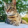 cat, tabby, pet, animal, outdoor, greenery, whiskers, fur, close_up, portrait, relaxed, nature, collar, daylight, wood, table, eyes, mammal, domestic, feline