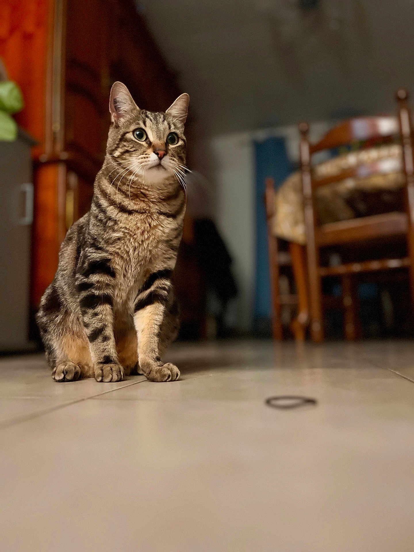 Stitch participe au concours pour gagner de l'argent avec cette photo : cat, tabby_cat, indoor, floor, tiled_floor, wooden_chair, furniture, pet, animal, domestic_cat, sitting, whiskers, ears, eyes, fur, home, cozy, focused, quiet, calm
