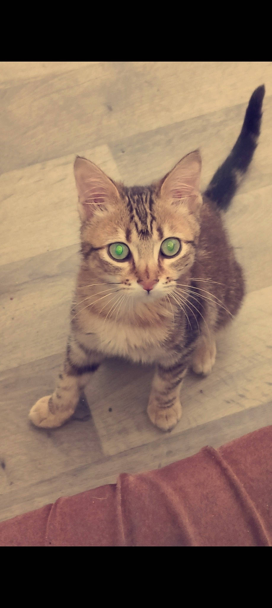 Tiago participe au concours pour gagner de l'argent avec cette photo : carnivore, cat, claw, domestic_short_haired_cat, door, felidae, flooring, fur, hardwood, paw, rectangle, sitting, small_to_medium_sized_cats, snout, square, tail, terrestrial_animal, whiskers, window, wood