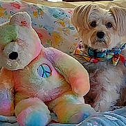 Daisy joined the competition — help win amazing prizes! dog, stuffed_bear, plush_toy, couch, pillow, blanket, bandana, peace_sign, floral_pattern, pet, small_dog, fur, portrait, indoor, cozy, colorful, toy, sitting, close_up, home