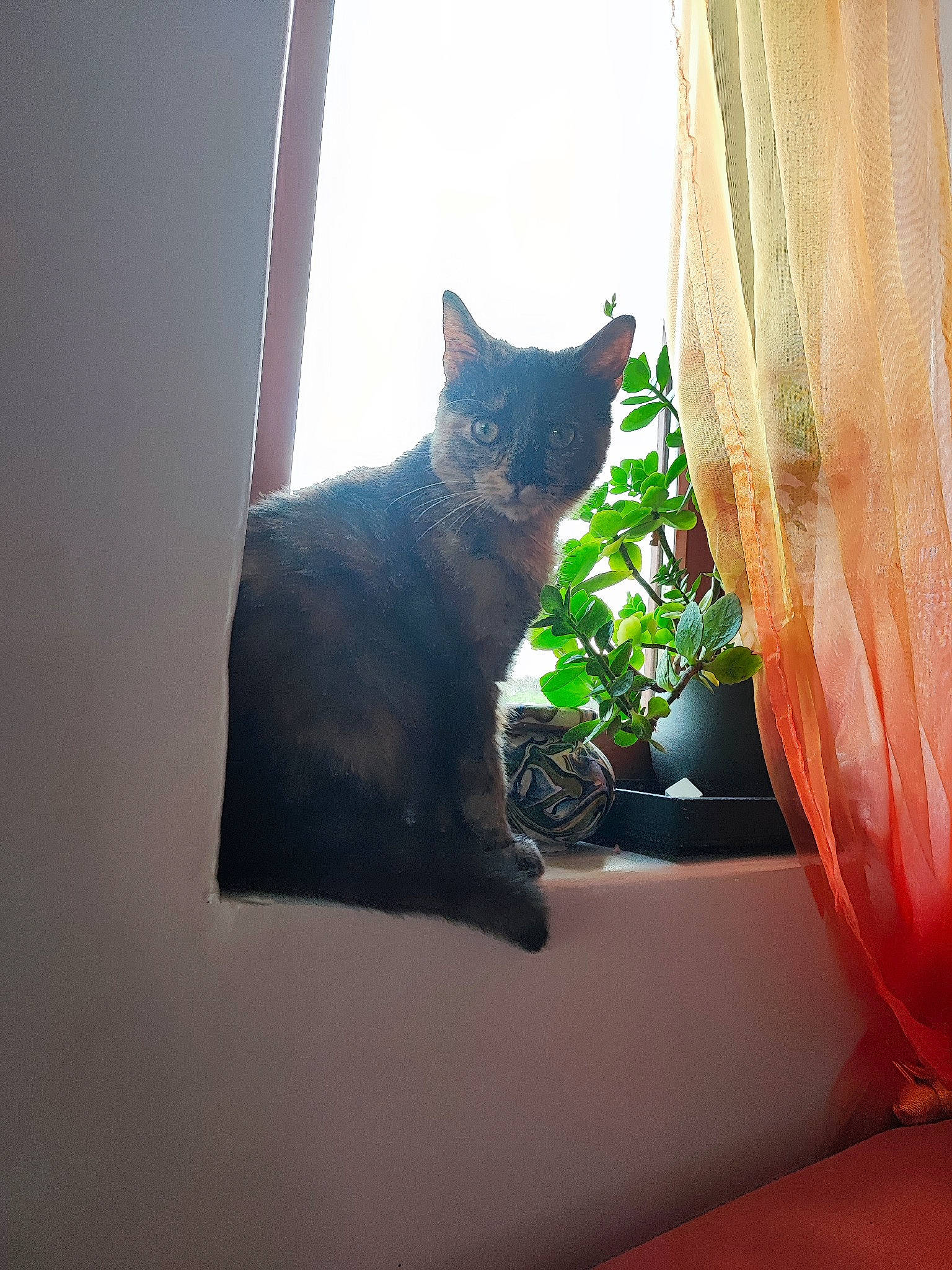Taya a rejoint le concours — aidez-le/la à gagner de superbes lots ! black_cat, carnivore, cat, curtain, domestic_short_haired_cat, felidae, flowerpot, fur, houseplant, human_leg, plant, room, shadow, small_to_medium_sized_cats, tail, tints_and_shades, whiskers, window, window_covering, wood