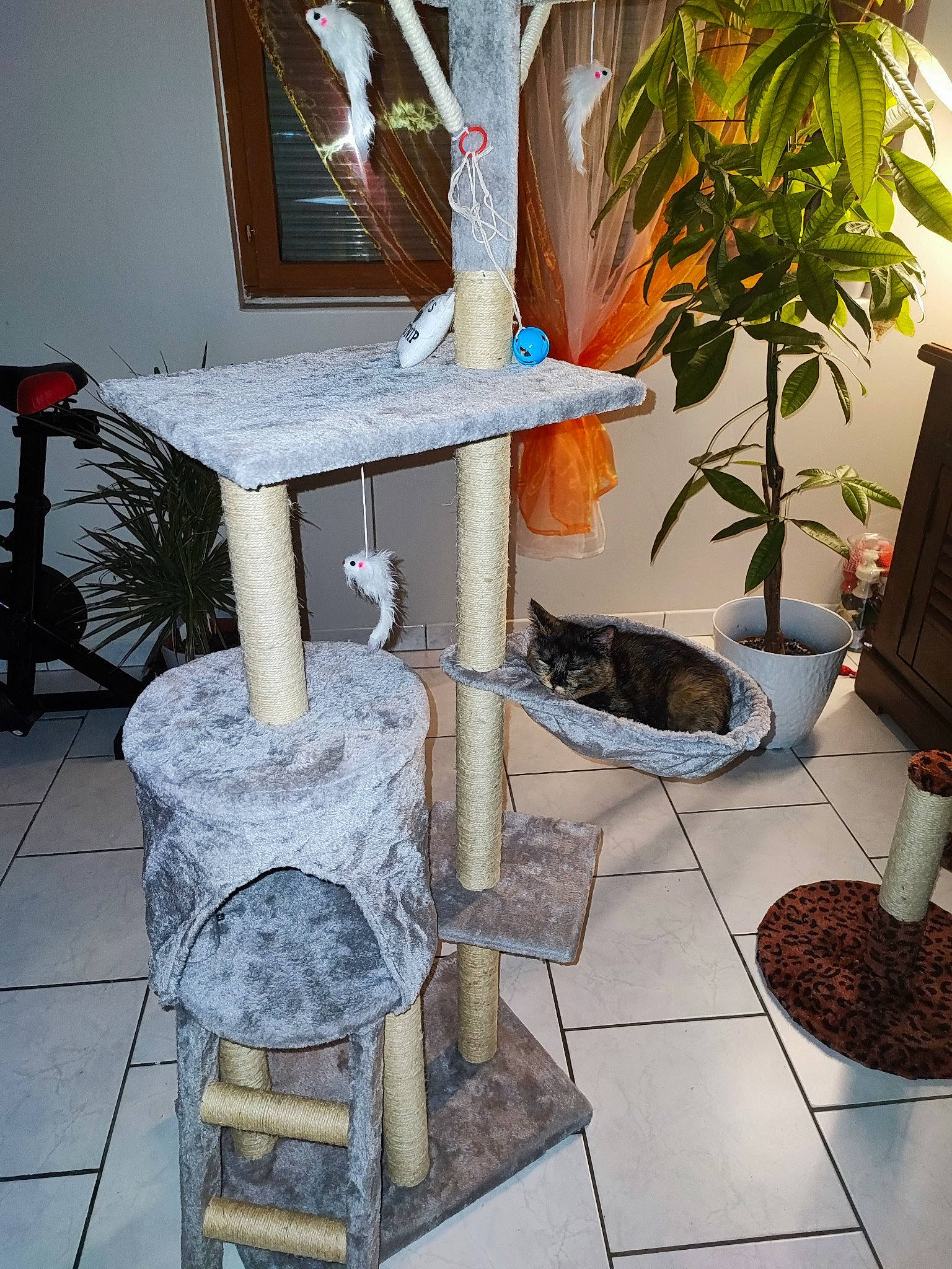 Taya participe au concours pour gagner de l'argent avec cette photo : chair, flagstone, floor, flooring, flowerpot, font, hardwood, home, houseplant, interior_design, living_room, outdoor_furniture, plant, property, rectangle, room, table, tree, twig, wood